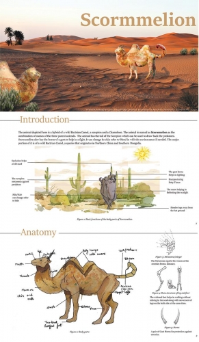 Introduction + Anatomy