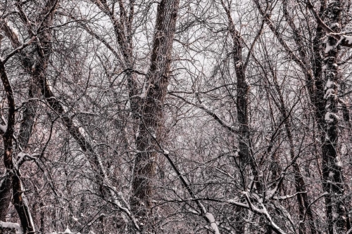 Site Location: Providence Forest Tree Canopy